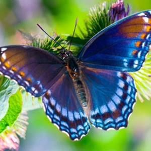 Meet your Posher, Kelley